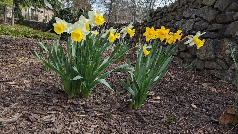 Yellow flowers in the ground