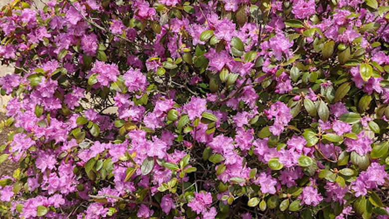 A bush with pink flowers
