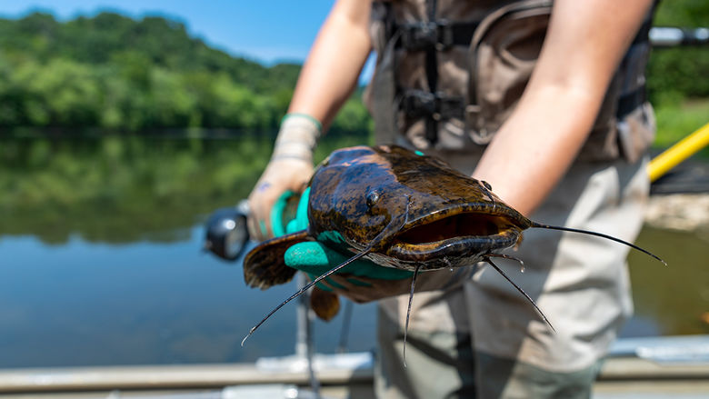 Person holding a large fish