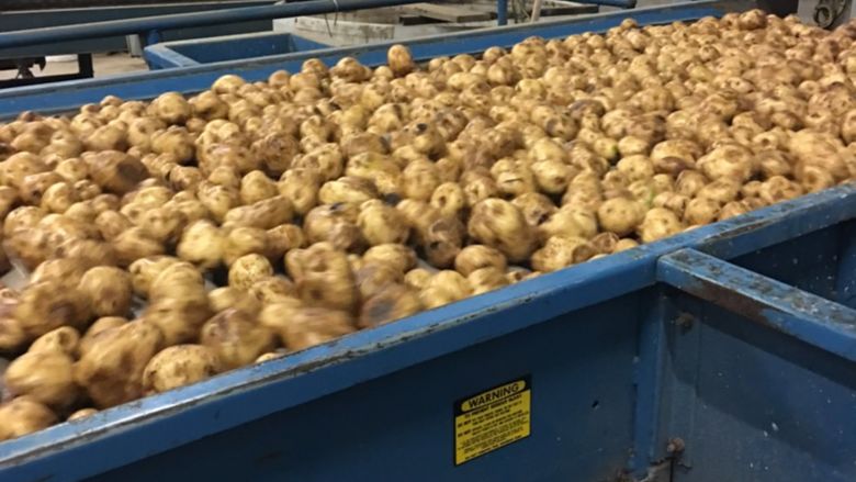 Employees get tour of potato farm, packing facility