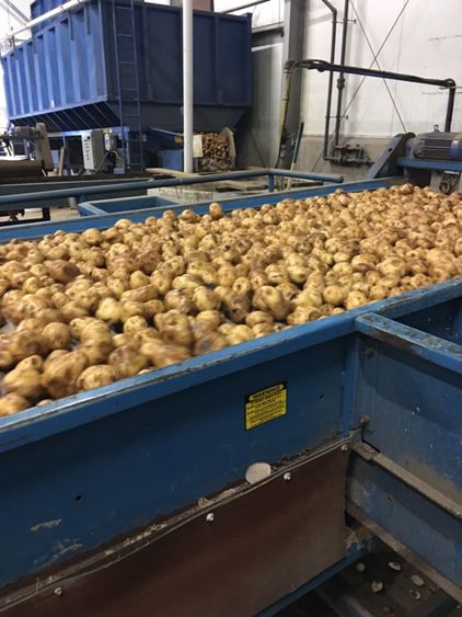 Employees get tour of potato farm, packing facility